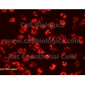 Rat Cells